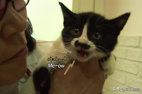 流浪貓暗示路人跟它走，帶路到牆邊下一秒牆內竟傳出微弱的聲音