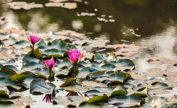 人間四月天，在坪山眼見皆美好