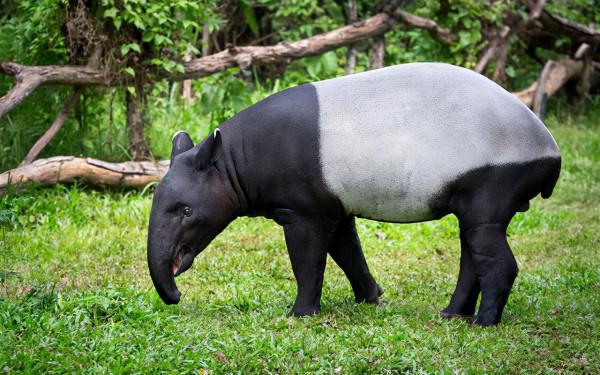 神奇大自然的創作,不得不驚歎各種長相奇異的動物 神奇大自然的創作,不得不驚歎各種長相奇異的動物