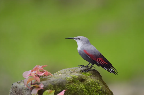 40+張大片!帶你領略這裡的“鳥禽圖鑑”! 40+張大片!帶你領略這裡的“鳥禽圖鑑”!