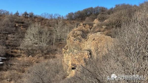 北京妙峰山觀鳥記-解鎖灰伯勞、褐頭山雀和領巖鷚