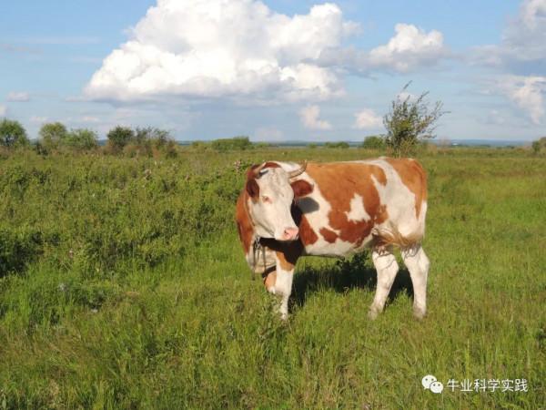 寫給中國肉牛產業投資後來人的一封信