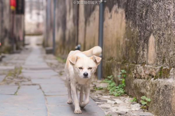 安徽未商業化的古村落,遇見一隻有靈性的狗,帶著我們轉村子 安徽未商業化的古村落,遇見一隻有靈性的狗,帶著我們轉村子