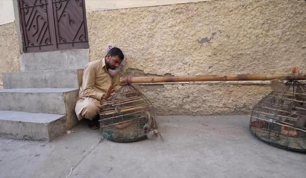 巴基斯坦最神秘的“3種職業”?窮人靠麻雀日賺120元,巴鐵加油 巴基斯坦最神秘的“3種職業”?窮人靠麻雀日賺120元,巴鐵加油