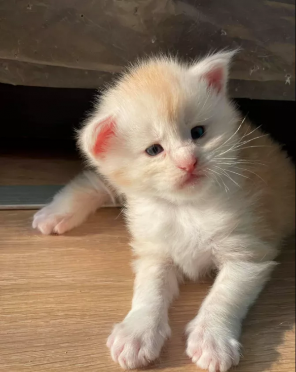 貓大十八變，來看看小眼緬因貓的蛻變史