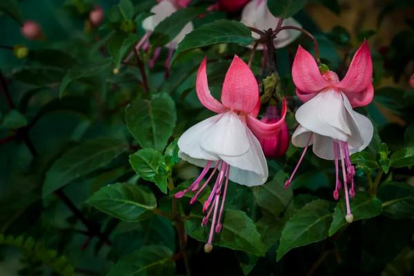 買花時不要合了眼緣就買回家,這8種花不好養,新手還是放棄吧 買花時不要合了眼緣就買回家,這8種花不好養,新手還是放棄吧