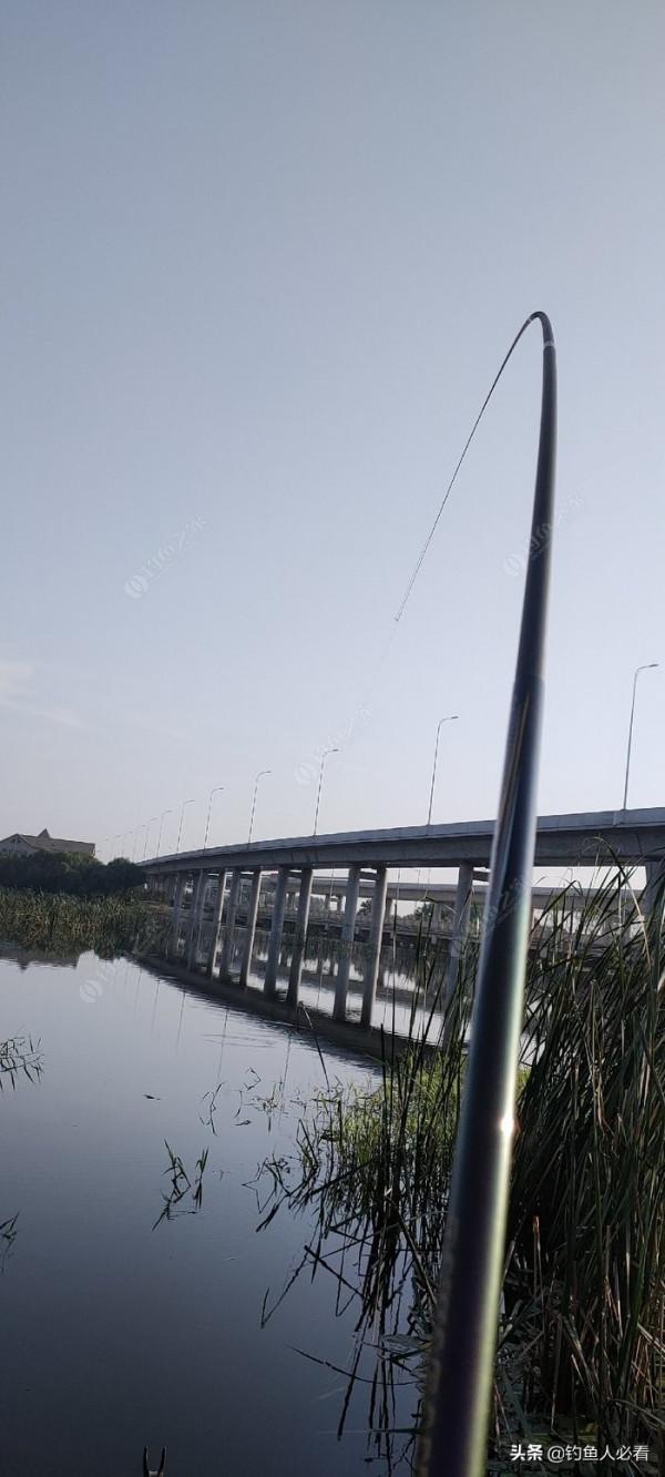 秋末時節野釣鯽魚,為何掛麥粒可以連竿 秋末時節野釣鯽魚,為何掛麥粒可以連竿