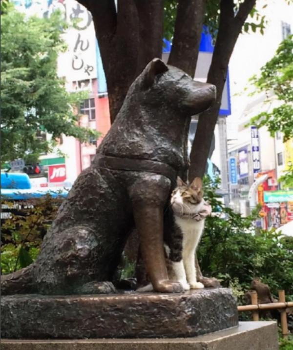 這隻狗狗用一生等待主人歸來，它的事蹟感動了無數人