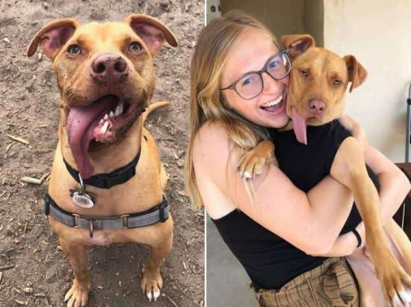 狗狗下巴受損 康復後舌頭全部吐在外面 狗狗下巴受損 康復後舌頭全部吐在外面