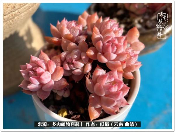 溫暖的多肉微語，陪你度過寒冷的聖誕平安夜！（2021）