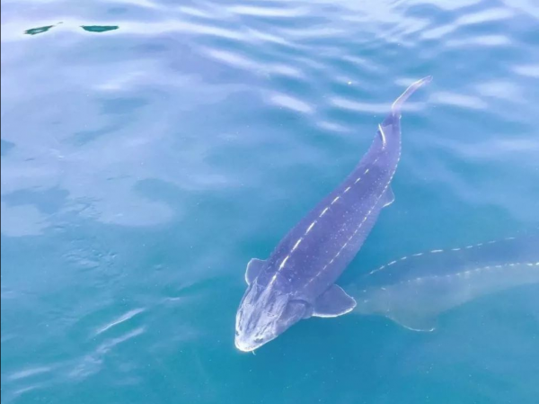 28歲副處長辭職養大魚一隻200公斤，肚子裡藏著20萬元美味，啥樣