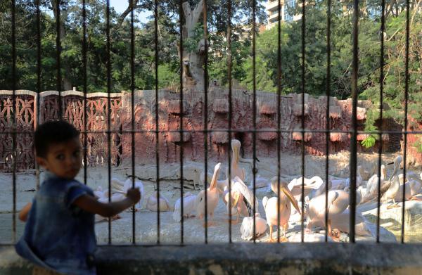 埃及：動物園裡的快樂時光