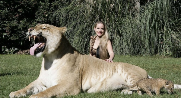 動物園裡一對獅虎情投意合，講述獅虎愛情故事，結果如何？