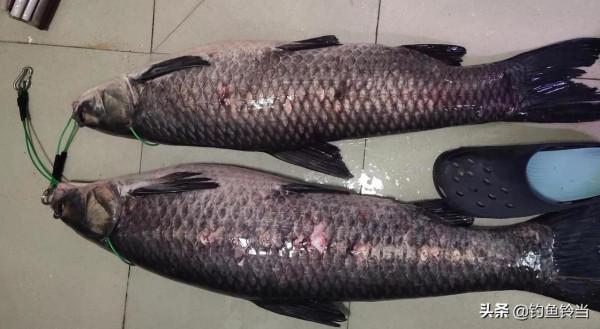 從兩條百斤大青到帶貨近1.6億,一夜爆紅,談釣王鄧剛的精彩人生 從兩條百斤大青到帶貨近1.6億,一夜爆紅,談釣王鄧剛的精彩人生