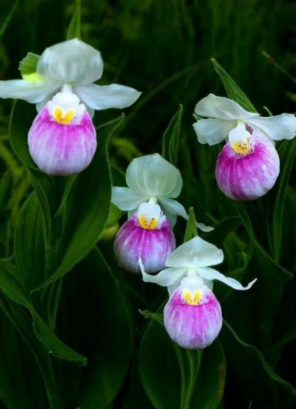 長得像拖鞋的兜蘭,你見過嗎? 長得像拖鞋的兜蘭,你見過嗎?