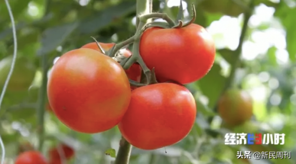 日本限制水果品種流出?良種需要引進來走出去 日本限制水果品種流出?良種需要引進來走出去