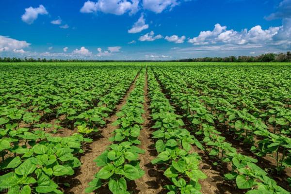 聽說一斤紅糖可以頂兩袋化肥,是偏方還是謠言,有什麼科學依據? 聽說一斤紅糖可以頂兩袋化肥,是偏方還是謠言,有什麼科學依據?