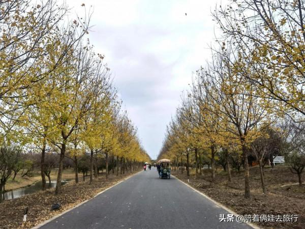 上海花開海上深秋的賞楓之行,醉美楓葉皆秋意,霜葉紅於二月花 上海花開海上深秋的賞楓之行,醉美楓葉皆秋意,霜葉紅於二月花