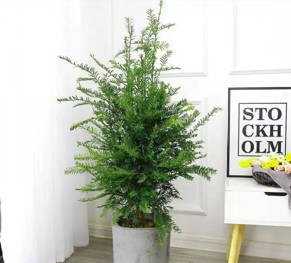 客廳裡適合養的3種植物，不僅高階大氣，還能淨化空氣