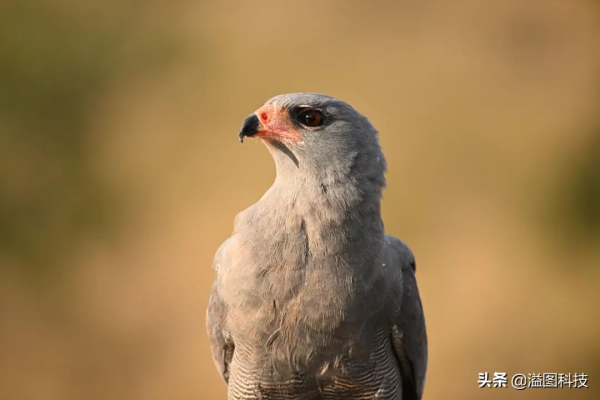 重新認識下獲得DPReview年度大獎的尼康Z 9 重新認識下獲得DPReview年度大獎的尼康Z 9