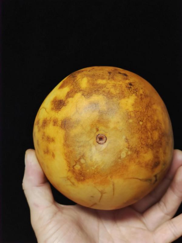 酒葫蘆作品賞析～花大姐