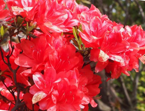 7種“美麗花”，但卻個個“不吉利”，養了很糟心，看看你養了沒