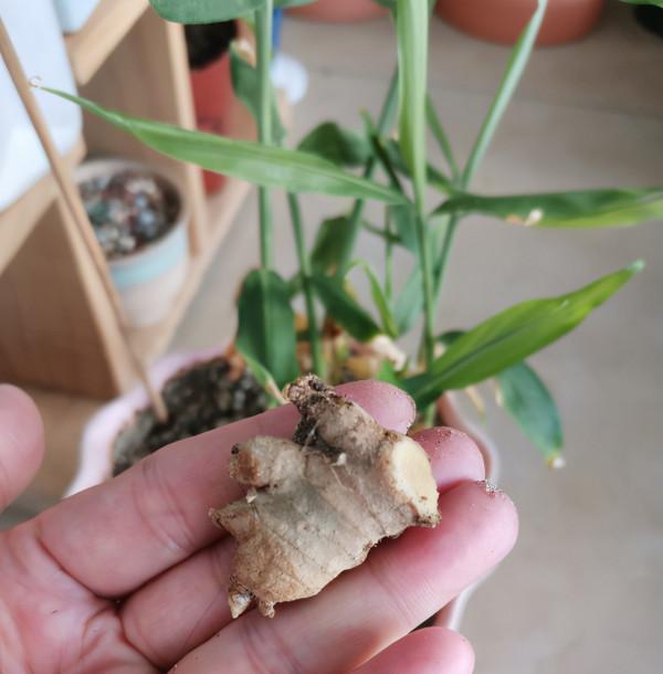 一塊生薑埋土裡,長出“姜崽芽”,兩個月能長1米高 一塊生薑埋土裡,長出“姜崽芽”,兩個月能長1米高