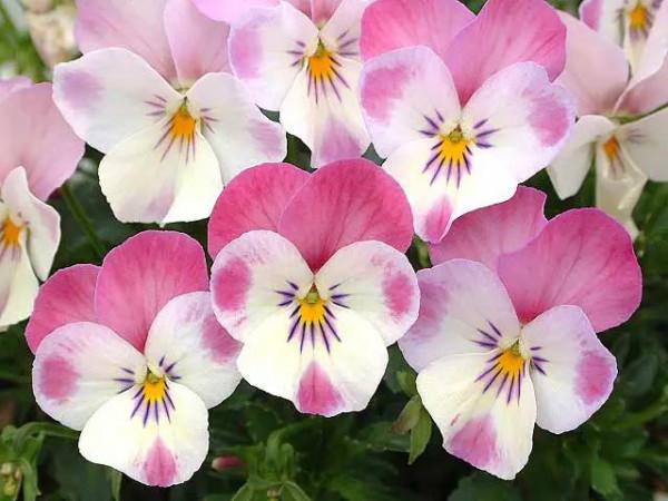 每日一花：花語沉思、請想念我之角堇