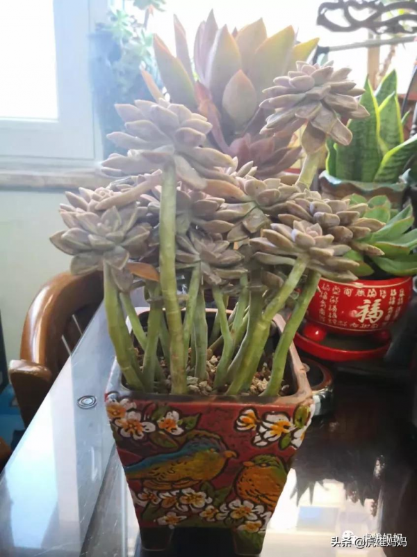 我家雙十一入項的多肉鮮花留影檔案記錄（二）