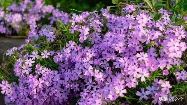 那些比草坪還美的鋪地植物