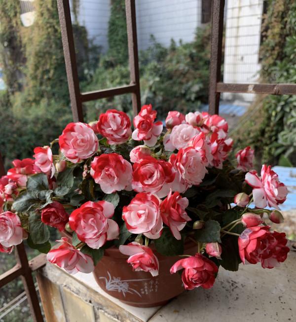 6種“仙氣花”，美麗又動人，家裡養一盆，就像撿到“大寶貝”