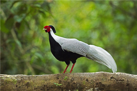 引領潮流 來看鳥兒的“時尚穿搭”