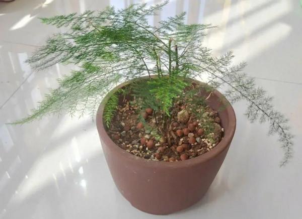 養花大棚倒閉,“貴貨花”路邊扔了一地,後悔沒帶個大麻袋 養花大棚倒閉,“貴貨花”路邊扔了一地,後悔沒帶個大麻袋