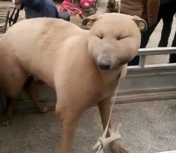 狗子用實力詮釋，什麼叫“百蟄不撓”