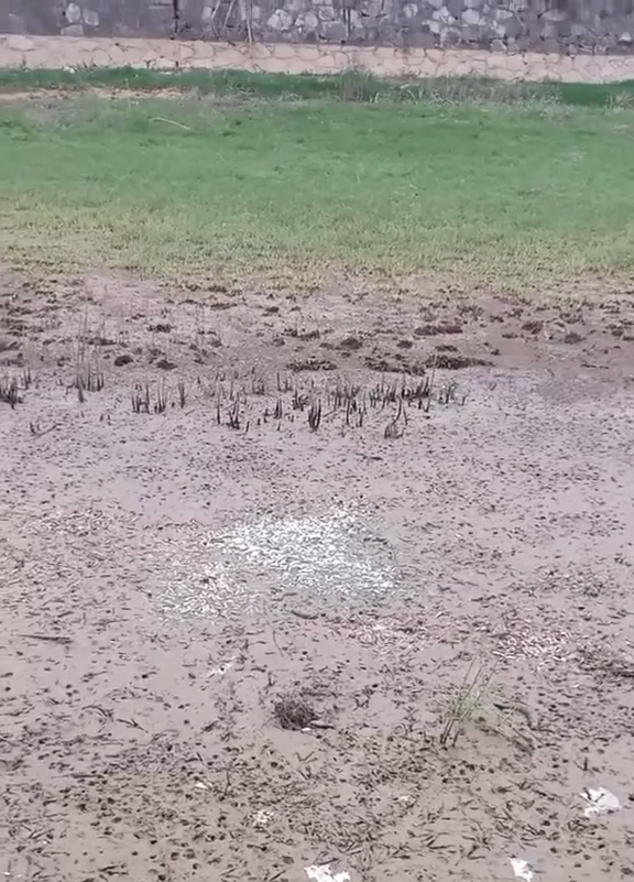 幾十斤的水老虎遊入小水溝吃魚,卻被人釣起,網友:請放回洞庭湖 幾十斤的水老虎遊入小水溝吃魚,卻被人釣起,網友:請放回洞庭湖