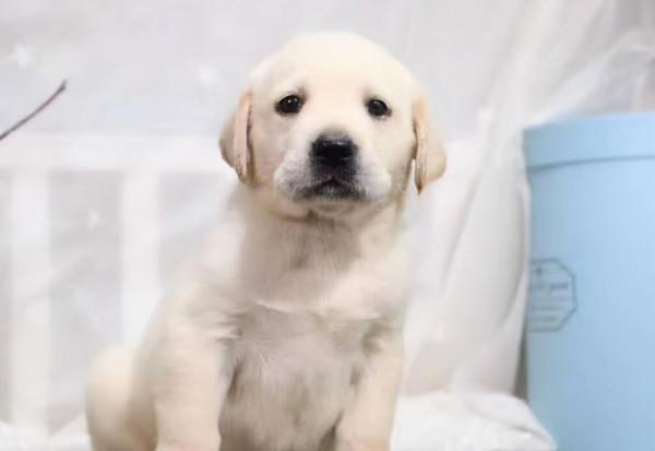 作為資深的養狗人士，飼養了小寵物之後，我竟然有了這些癖好