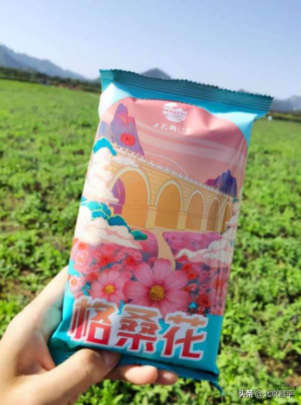 昌平千畝花海，美出畫！還等啥，快來成為“畫中人”！