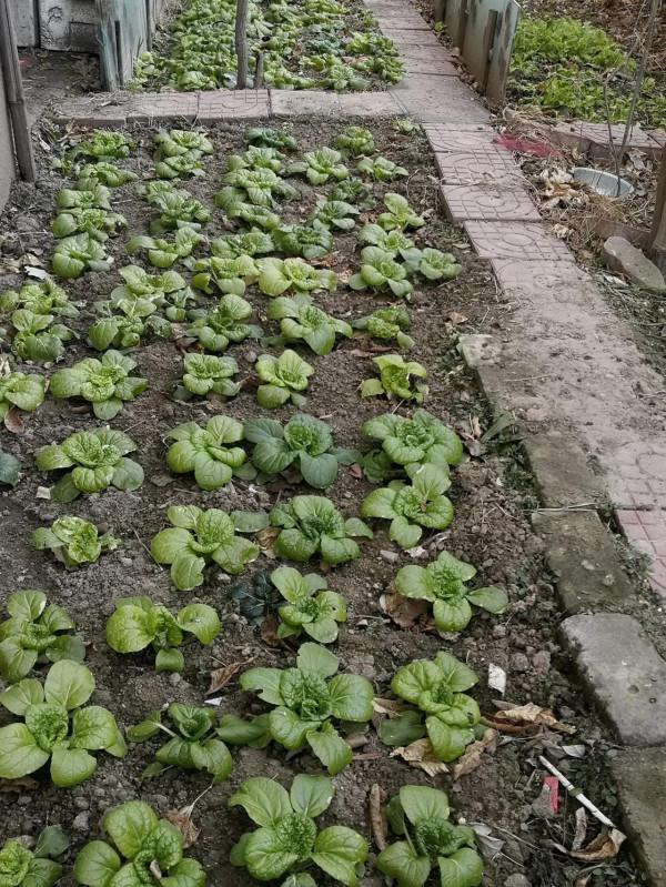 如果沒有地可以種進冰箱裡