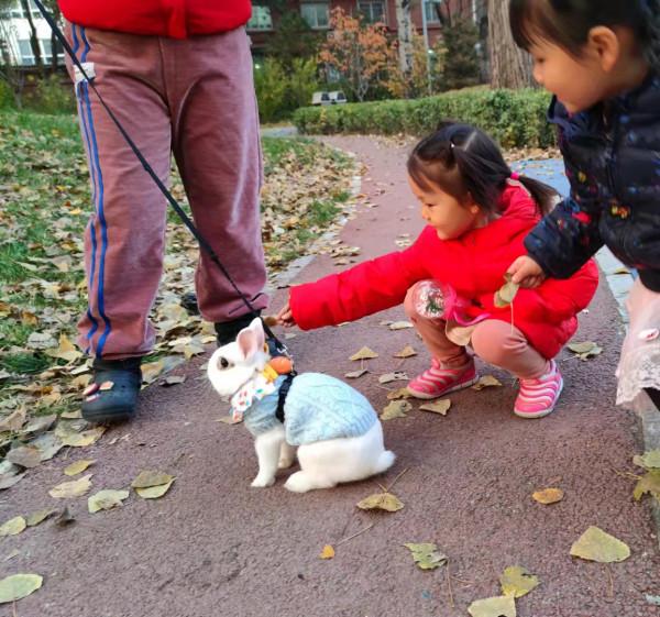 美目盼兮小精靈，疑為玉兔下凡間