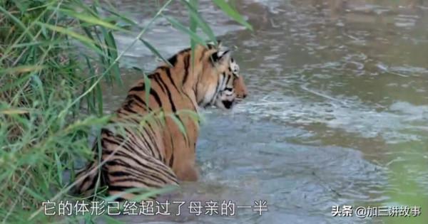 野生東北虎重現江湖 四隻小老虎捕獵一隻野鴨子失敗 虎媽媽親自示範