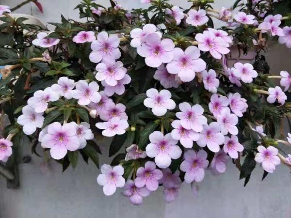 1種花特耐陰,開花像是小喇叭,花量巨大 1種花特耐陰,開花像是小喇叭,花量巨大