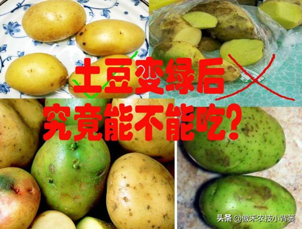 土豆表皮變綠後真的帶毒素嗎?人吃了有害嗎?土豆怎樣吃最安全? 土豆表皮變綠後真的帶毒素嗎?人吃了有害嗎?土豆怎樣吃最安全?