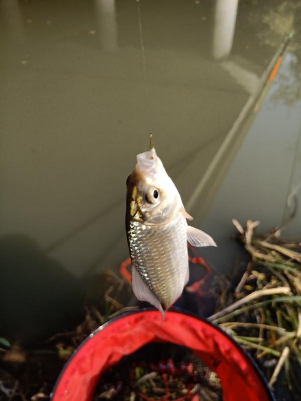 流水釣跑鉛，野釣也能體驗爆連