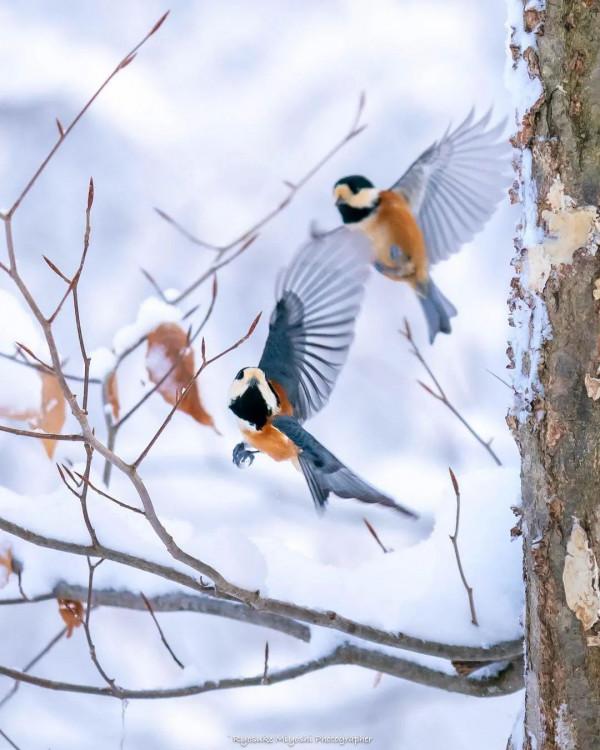 簡直太美了,雪中的鳥兒 簡直太美了,雪中的鳥兒