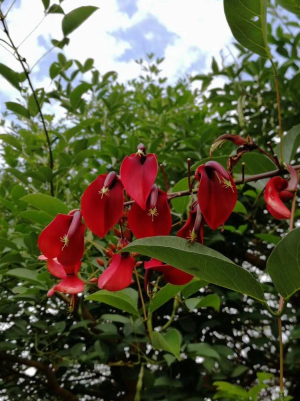 北海散記之花卉篇（下）