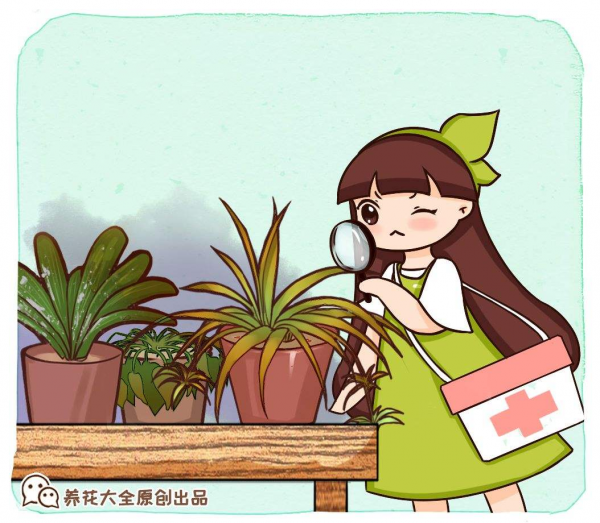 養花交過的智商稅，8年資深花農告知你，這5點坑了你不少錢