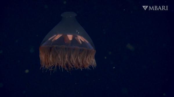 2021年拍攝到的珍稀深海生物 別樣又迷人