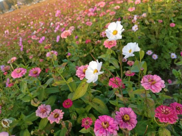 開在深秋的花田