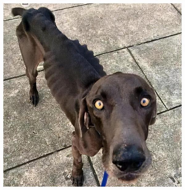 愛的奇蹟，生死相伴的狗狗情