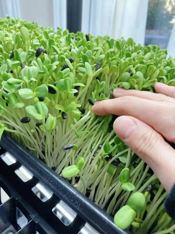 那些在美國超市經常出現，但是你不敢買的菜，其實很好吃